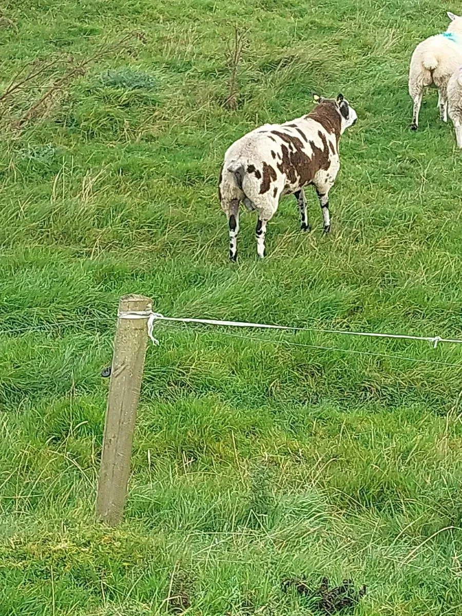 Ram - Image 2