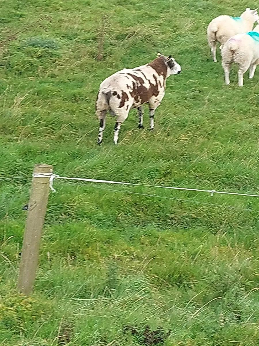Ram - Image 3