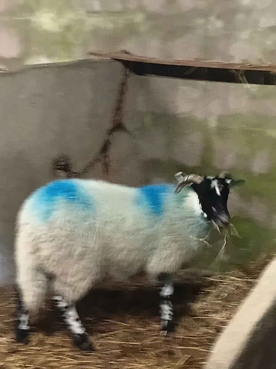 Mountain rams - Image 4