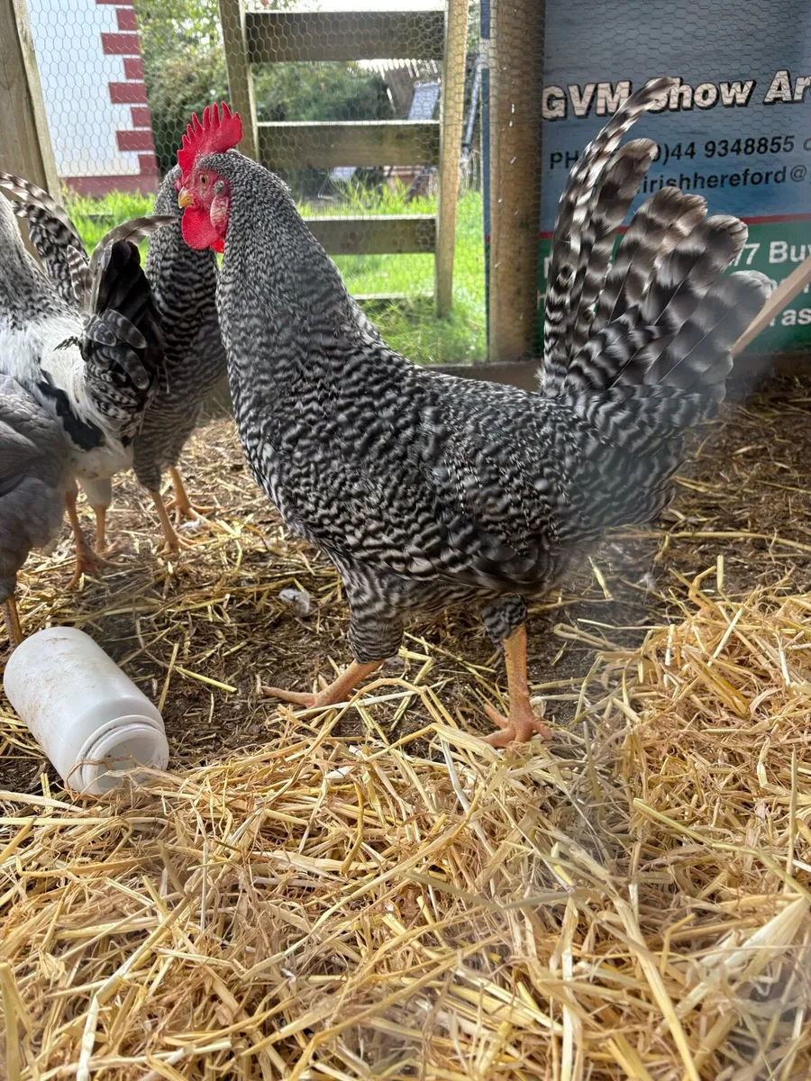 Cockerel’s for sale - Image 1