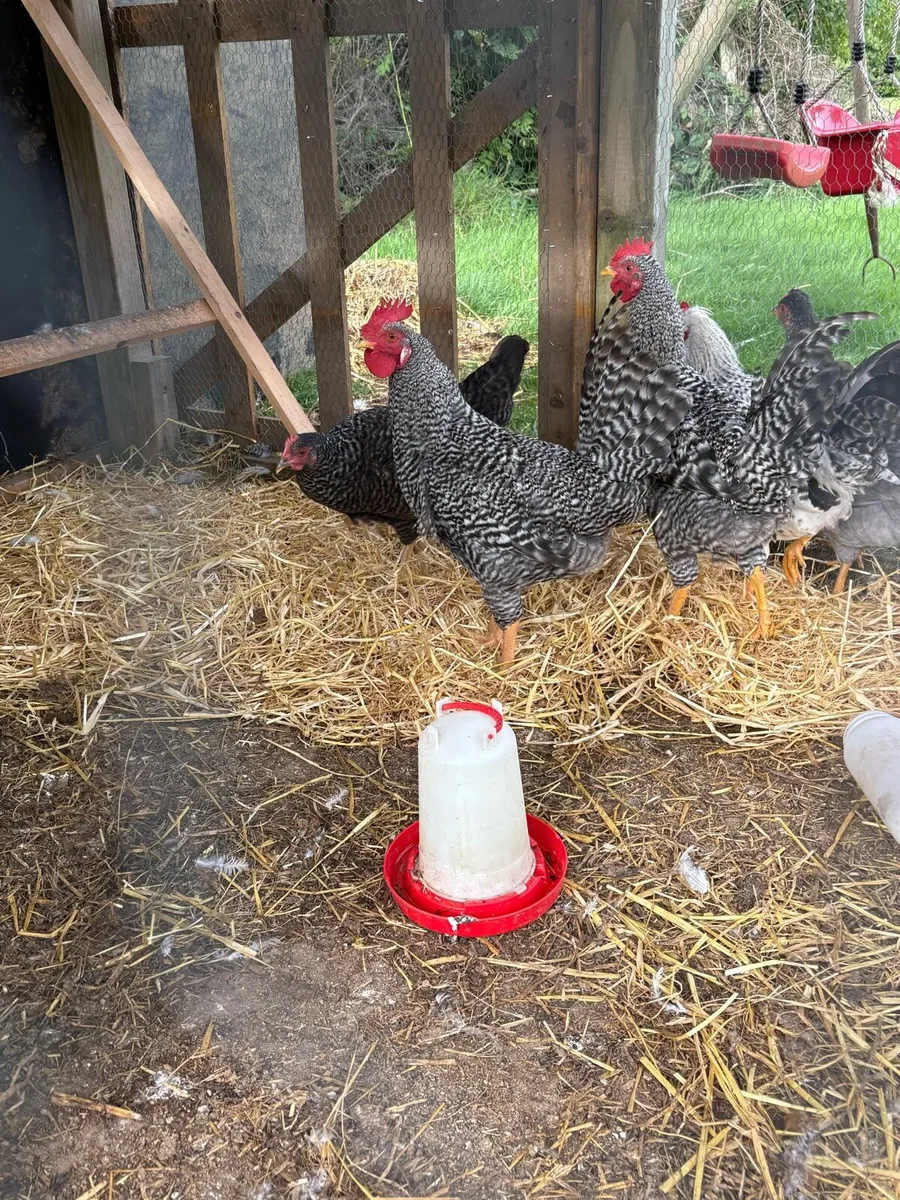 Cockerel’s for sale - Image 2