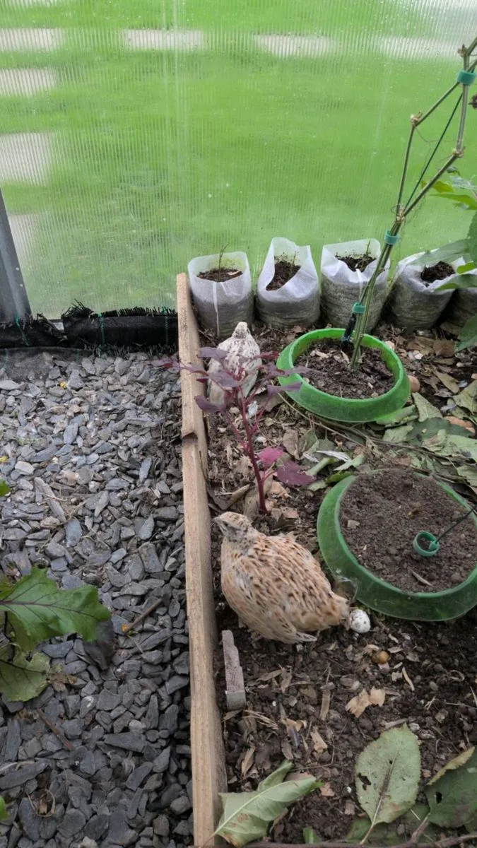 Quails
