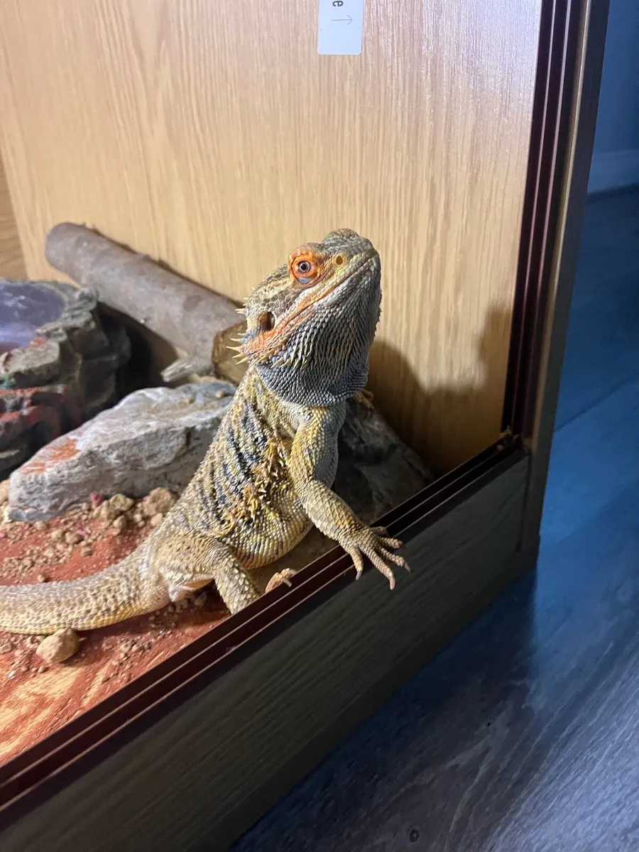 Bearded dragon - Image 4