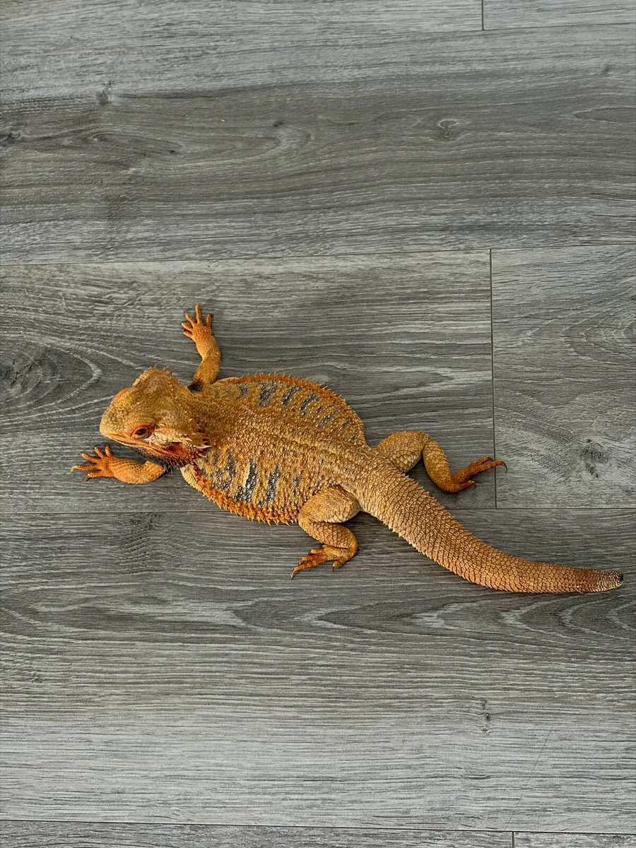 Bearded dragon - Image 1