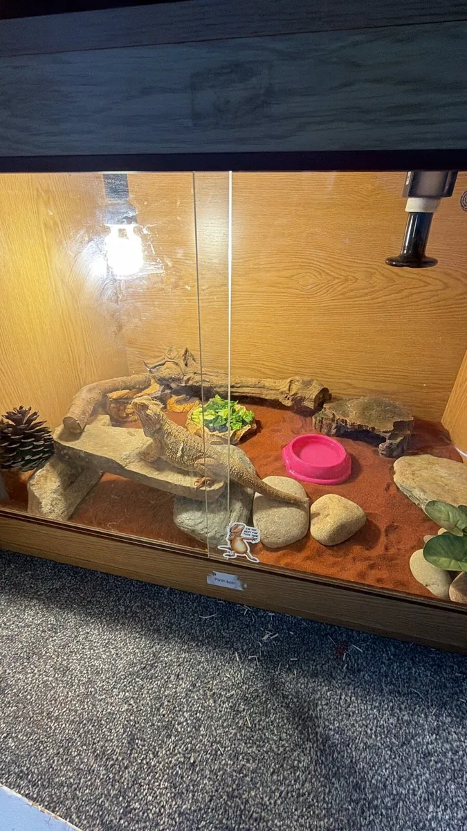 Bearded dragon - Image 2
