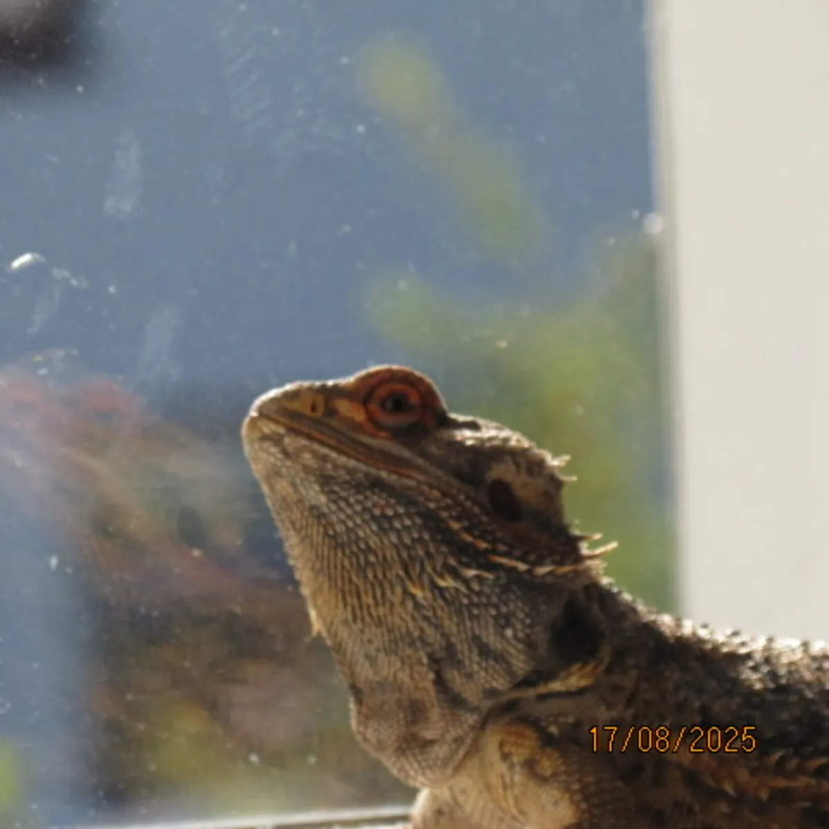 Bearded dragon - Image 3