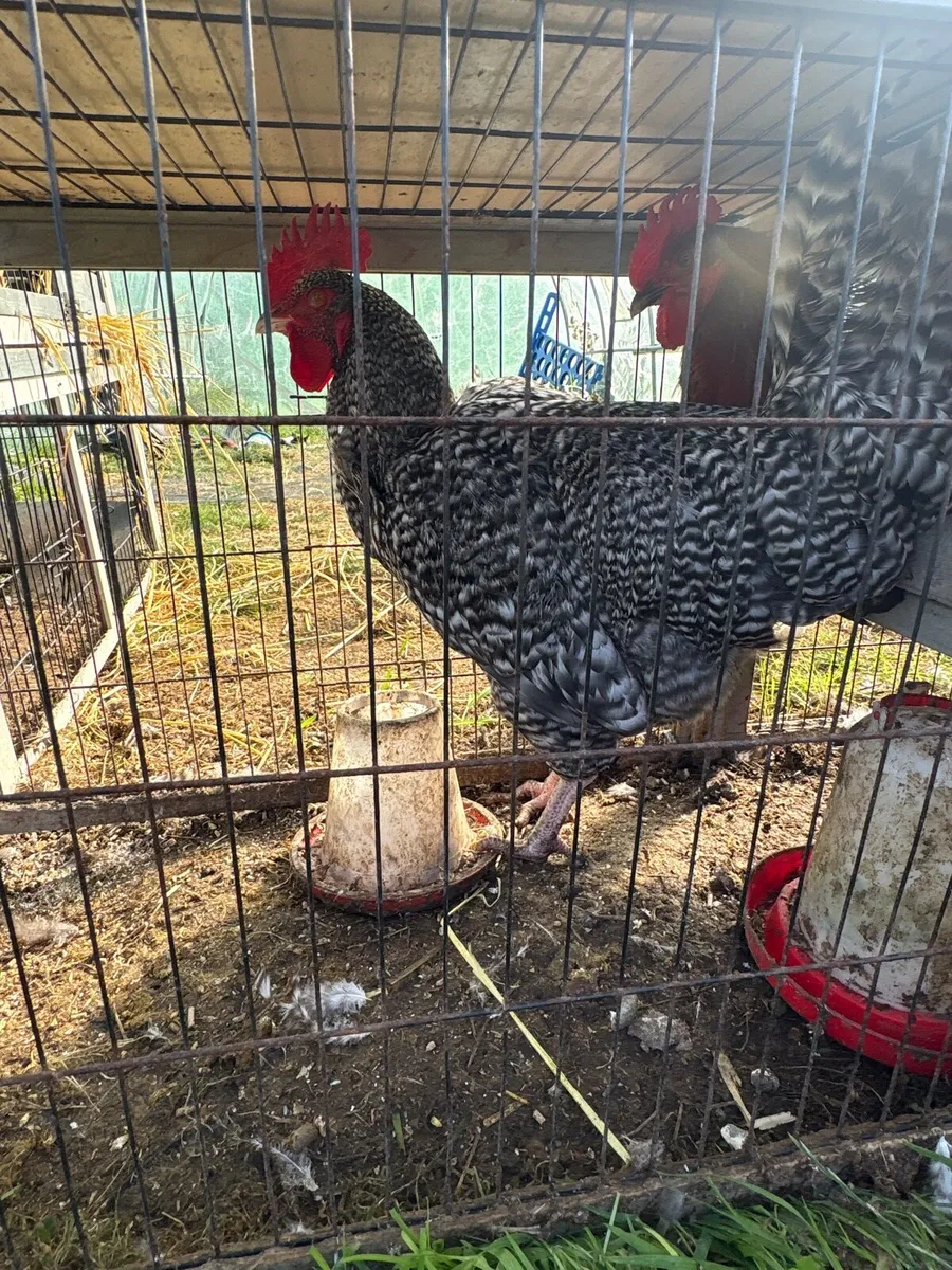 Cockerel’s for sale - Image 3