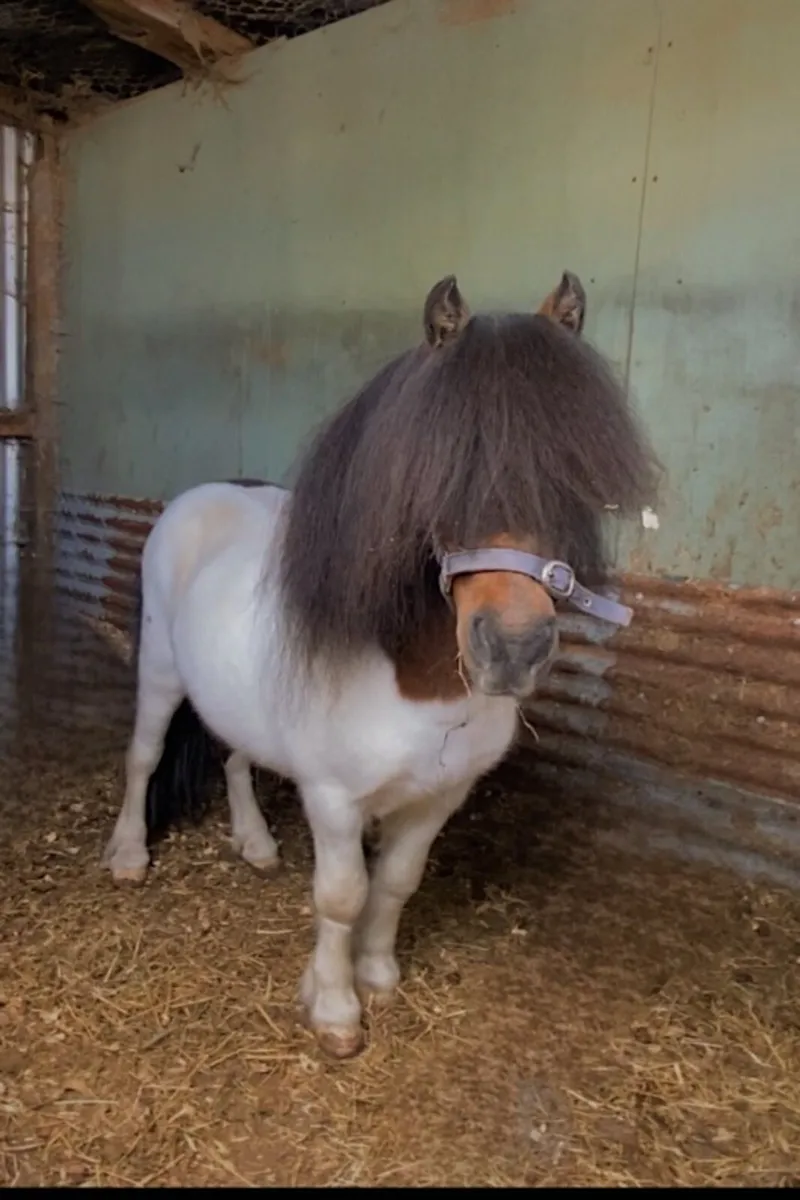 Miniature Stallion - Image 1