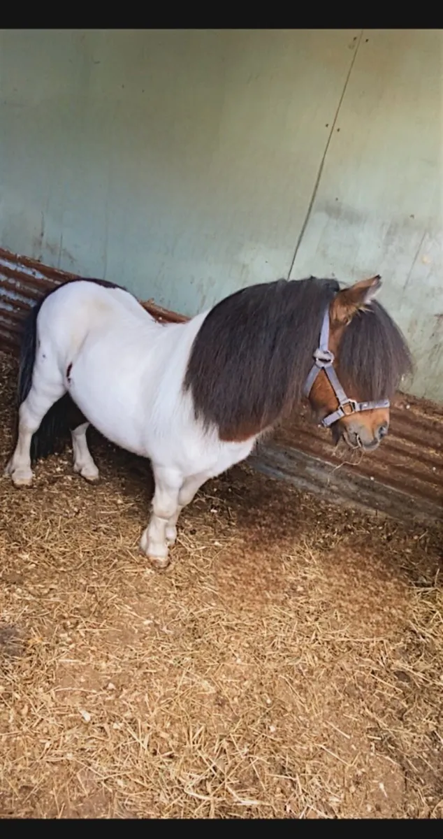 Miniature Stallion - Image 2