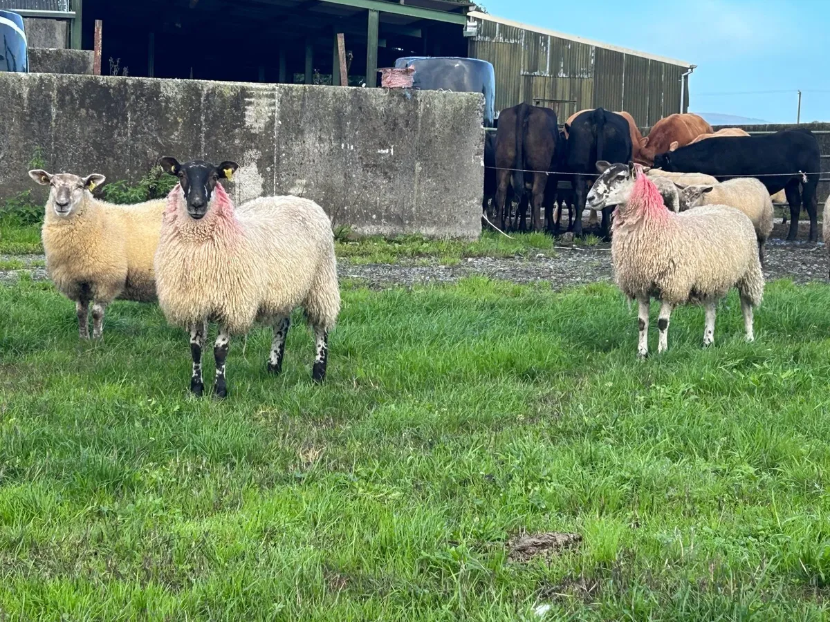 Ewe lambs - Image 2