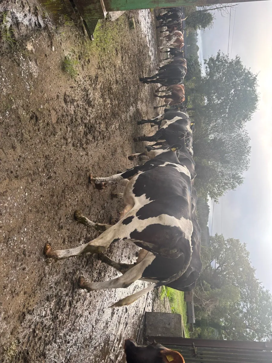 30 fr empty cows - Image 2