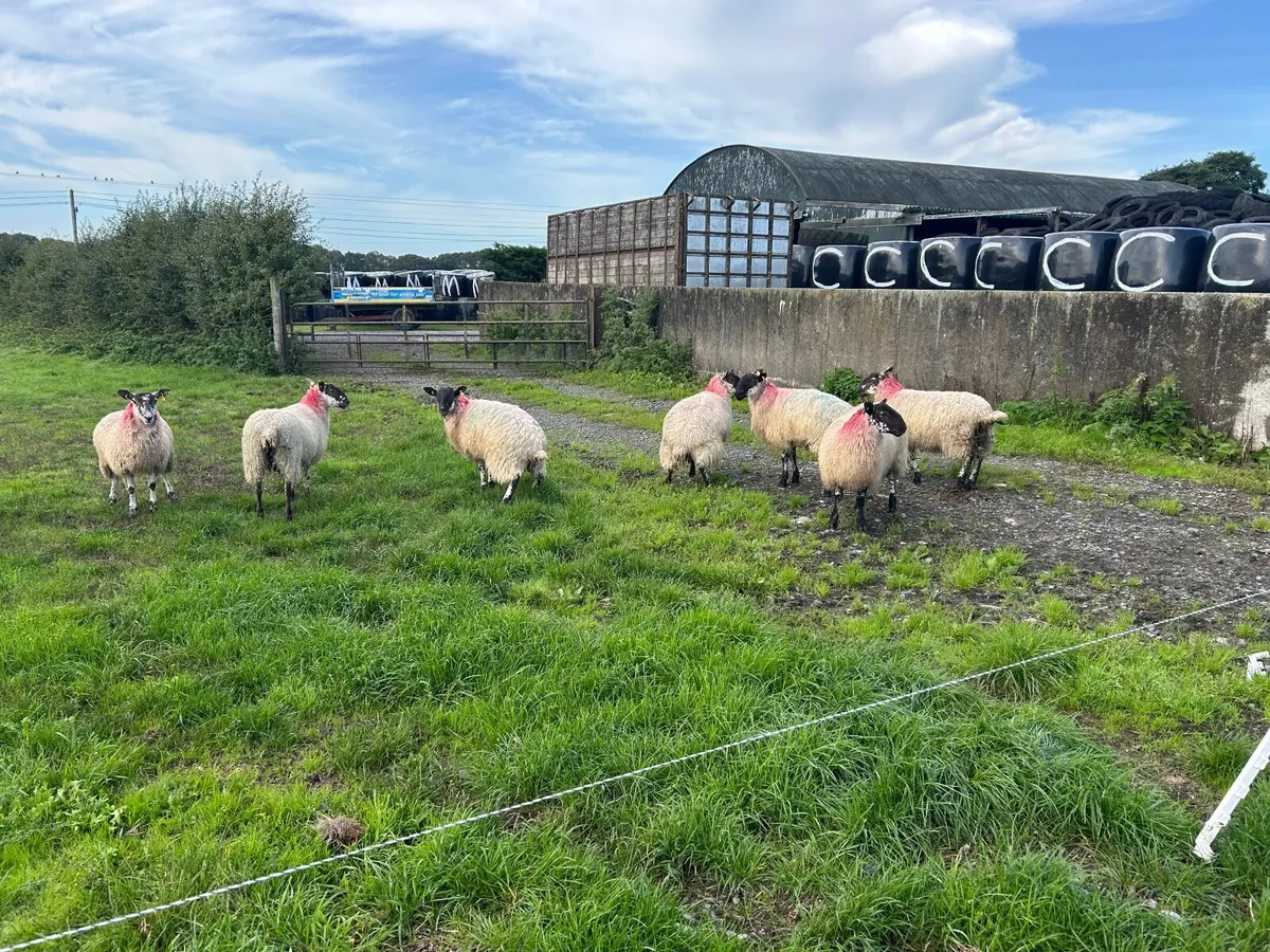 Ewe lambs - Image 3