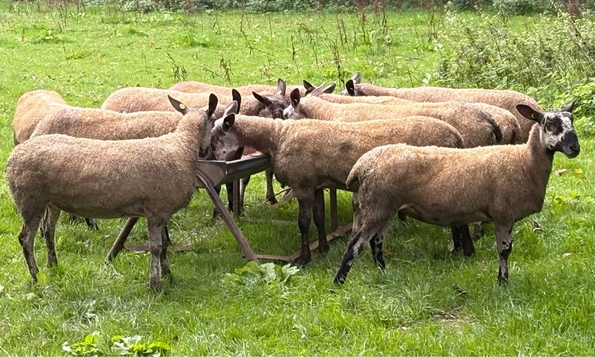 Bluefaced Leicesters x 12 for Sale - Image 3