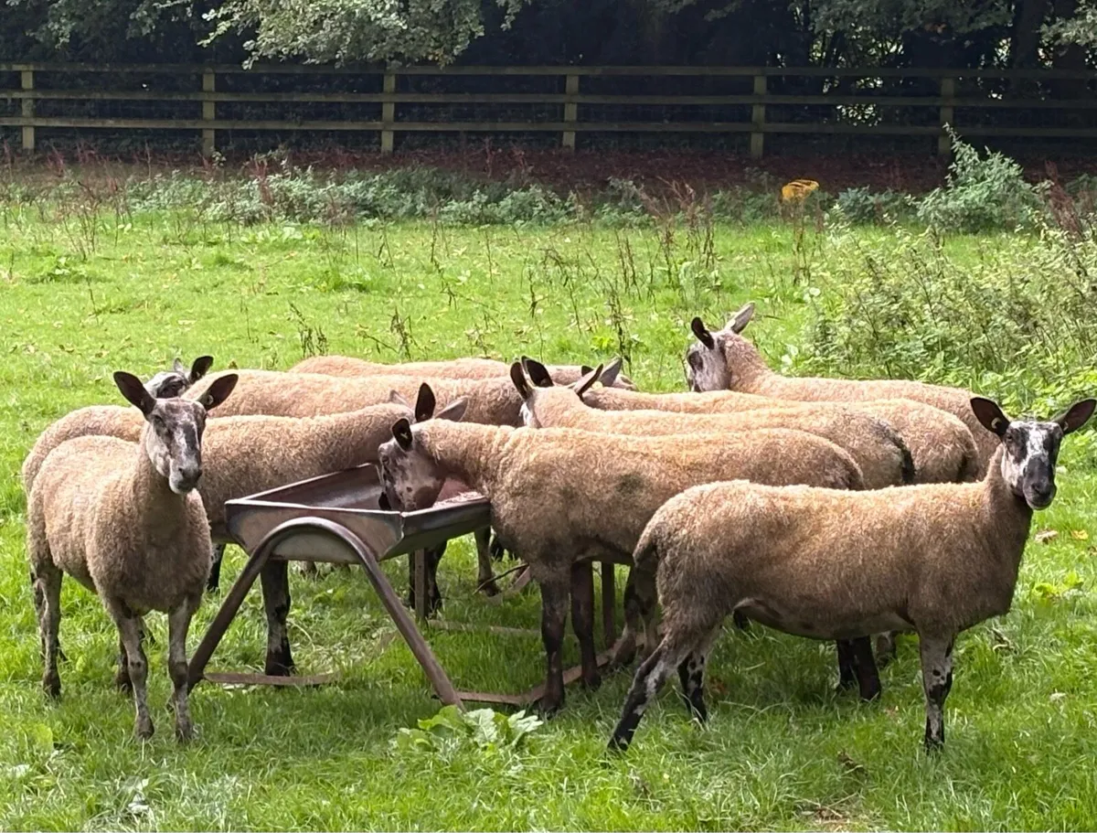 Bluefaced Leicesters x 12 for Sale - Image 4
