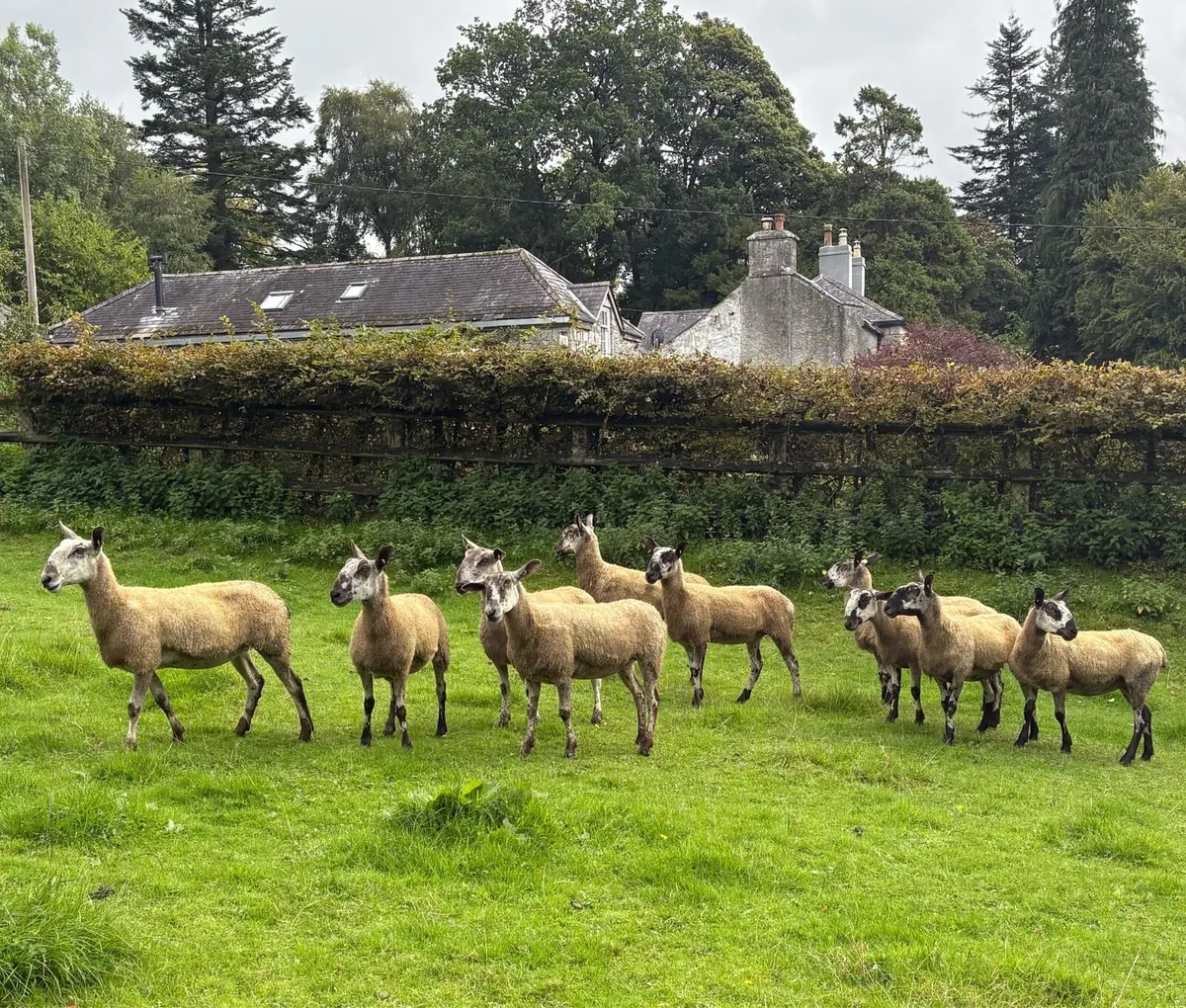 Bluefaced Leicesters x 12 for Sale - Image 2