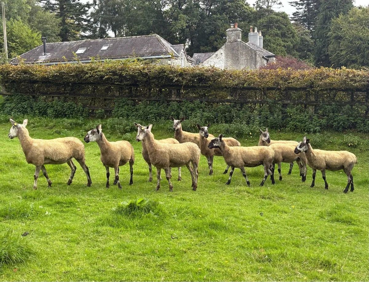 Bluefaced Leicesters x 12 for Sale - Image 1