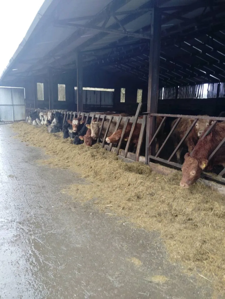 Accomodation and silage for cattle - Image 1