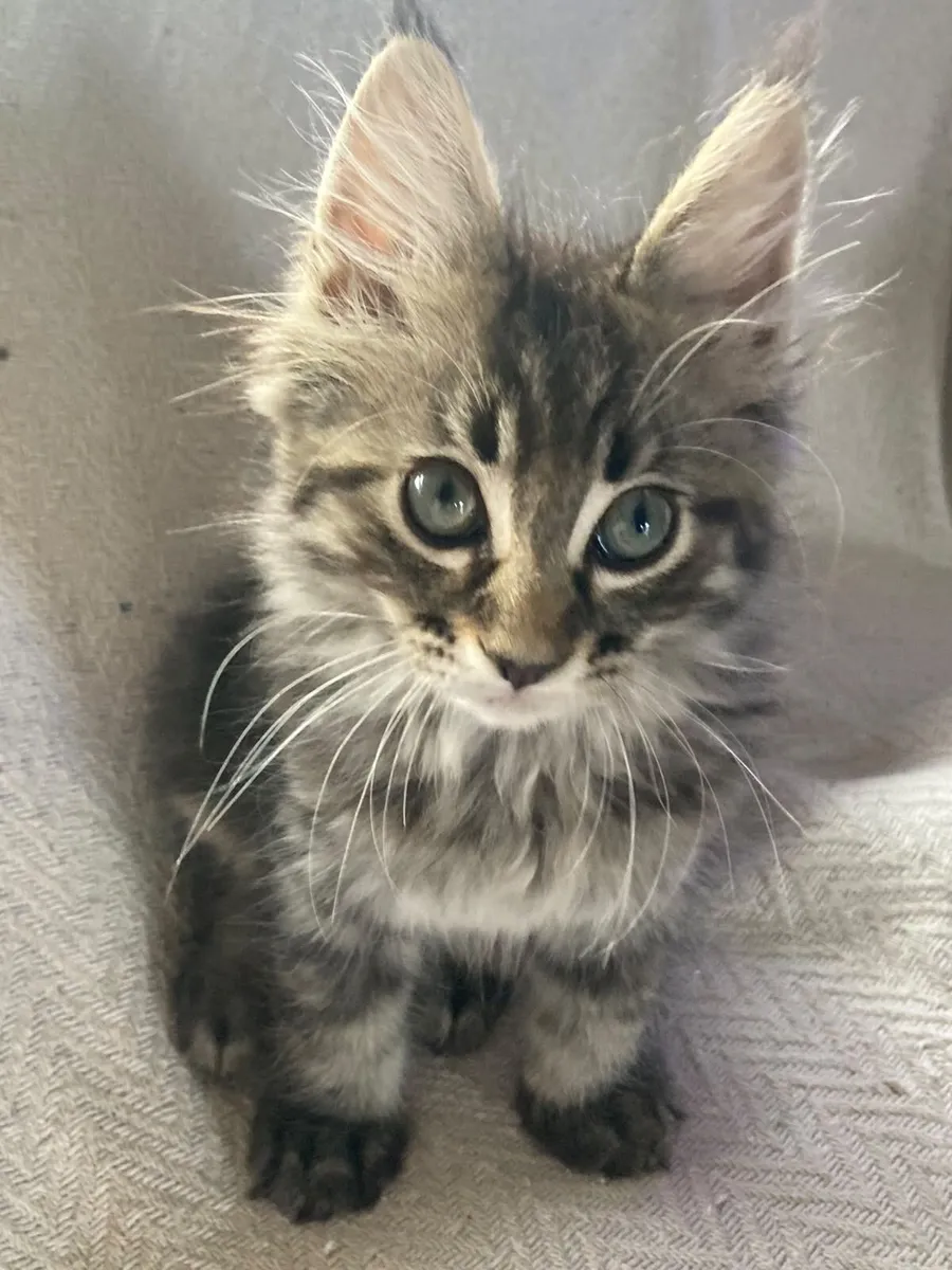 Maine coon kittens - Image 1