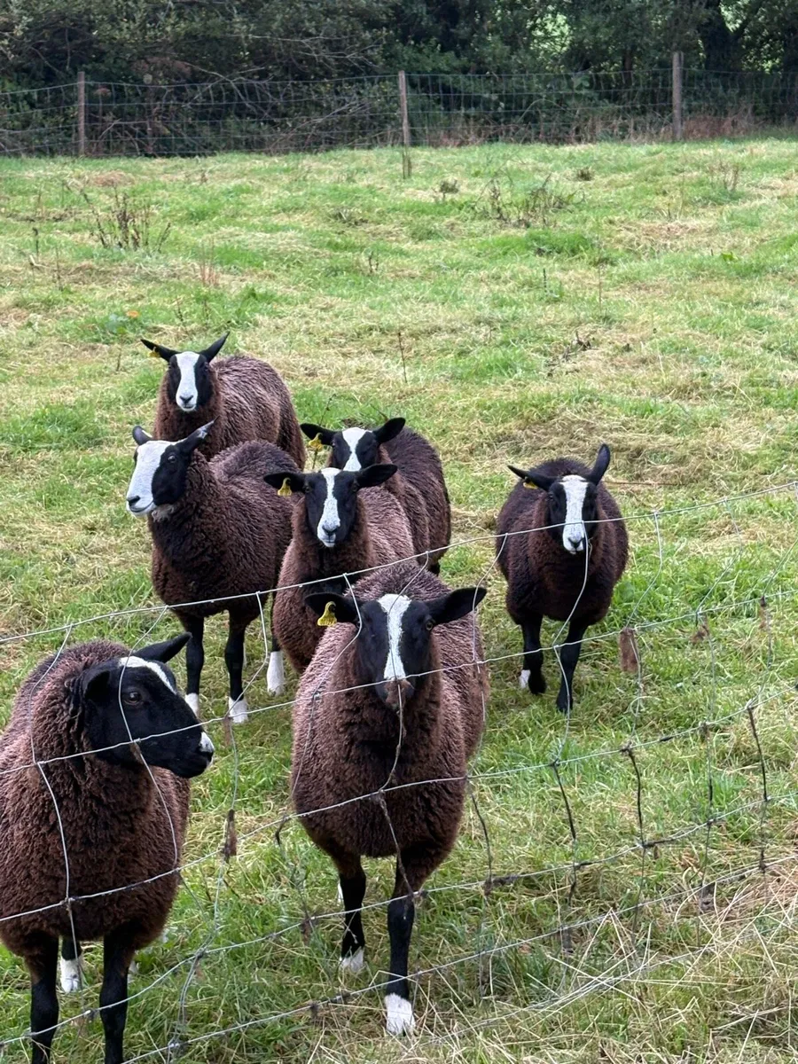 Zwartbles ewe lambs - Image 2