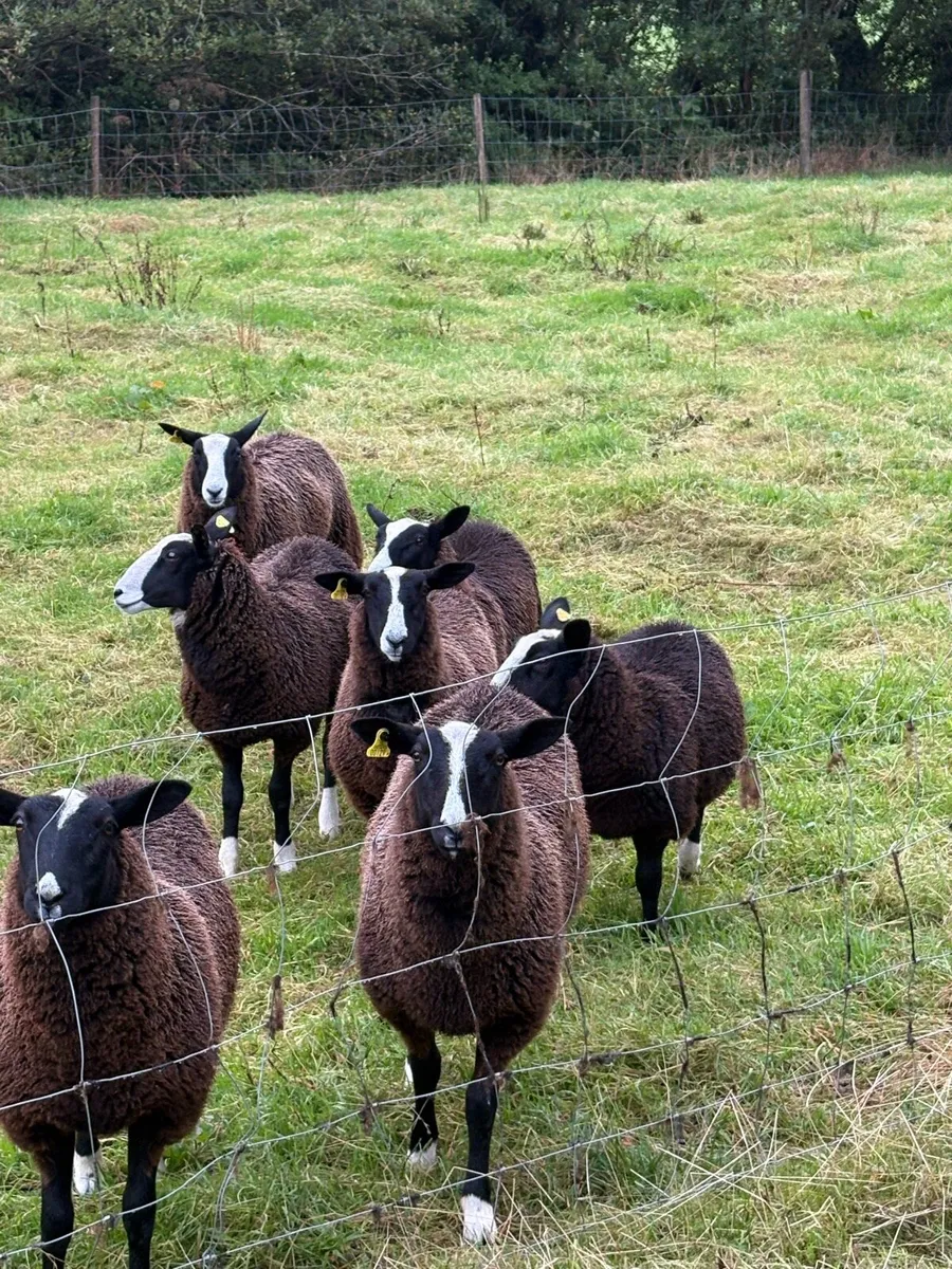Zwartbles ewe lambs - Image 3