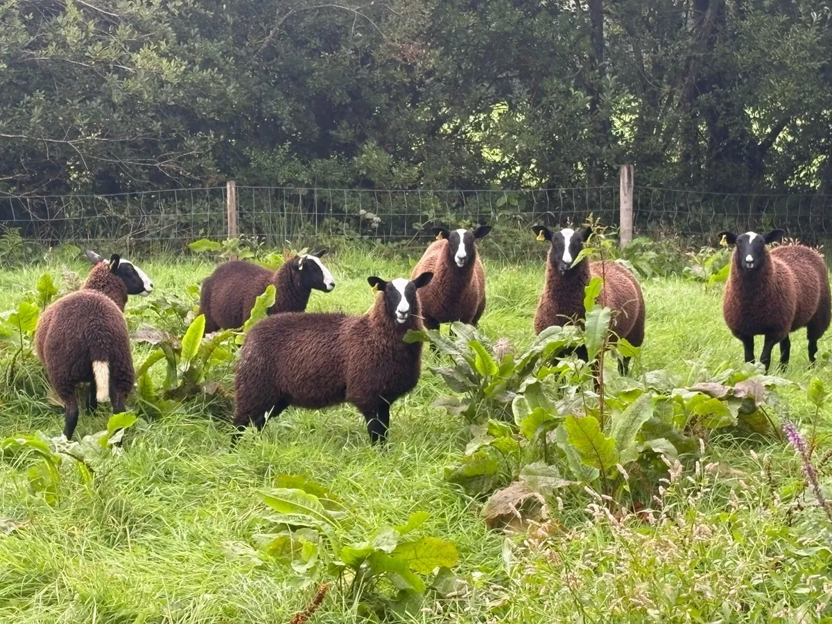 Zwartbles ewe lambs - Image 4