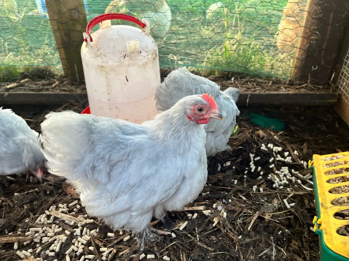 Lavender Pekins/Various Breeds