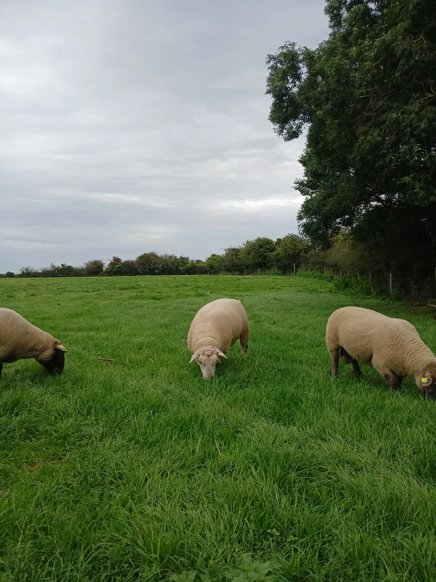 Belclare hogget rams - Image 4