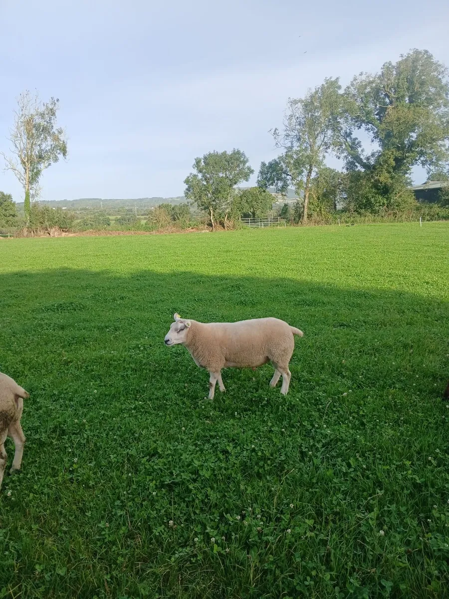 Belclare hogget rams - Image 1