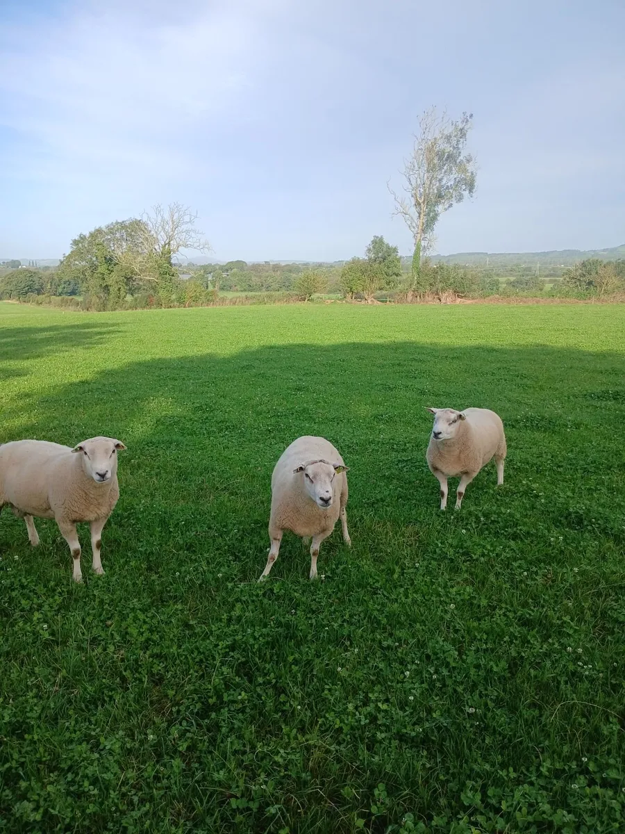 Belclare hogget rams - Image 2