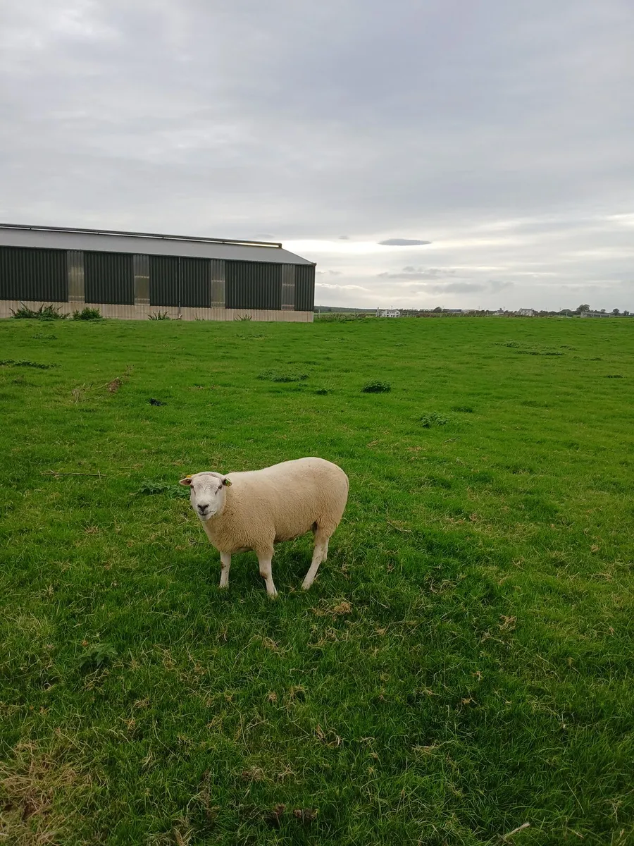 Belclare hogget rams - Image 3