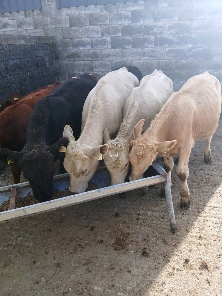 Weanlings - Image 4