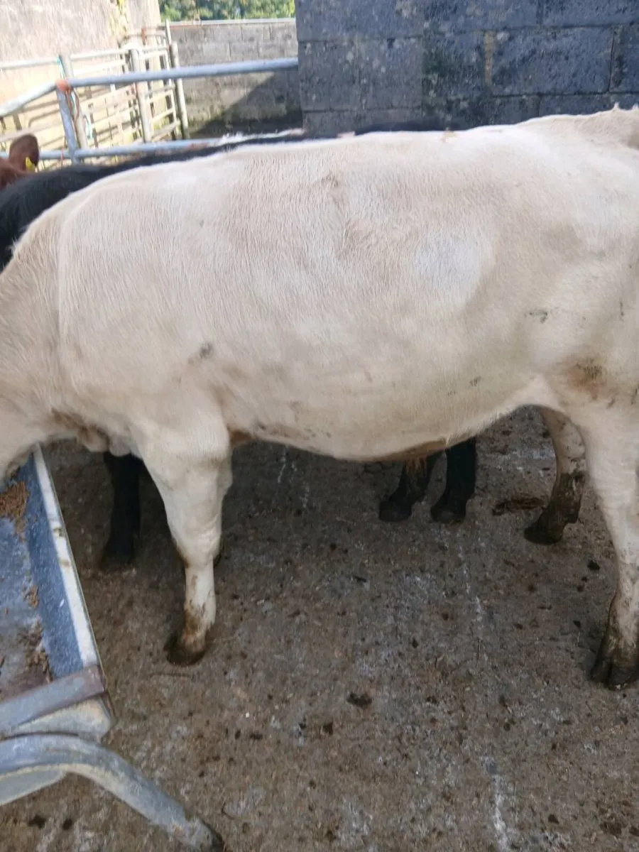 Weanlings - Image 1