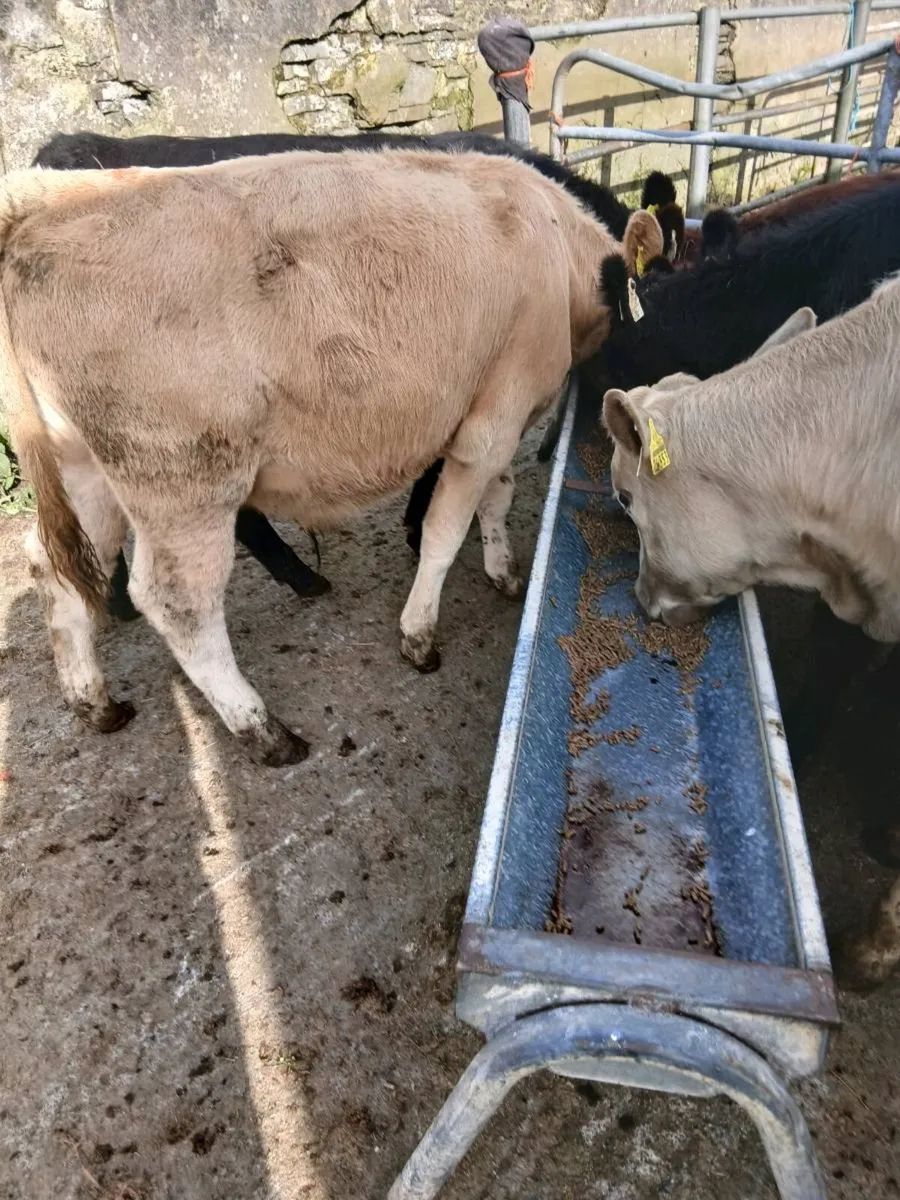 Weanlings - Image 2