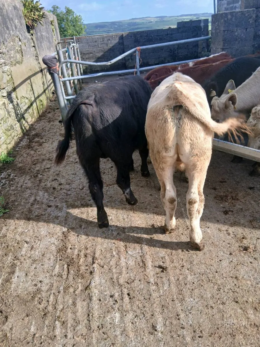 Weanlings - Image 3