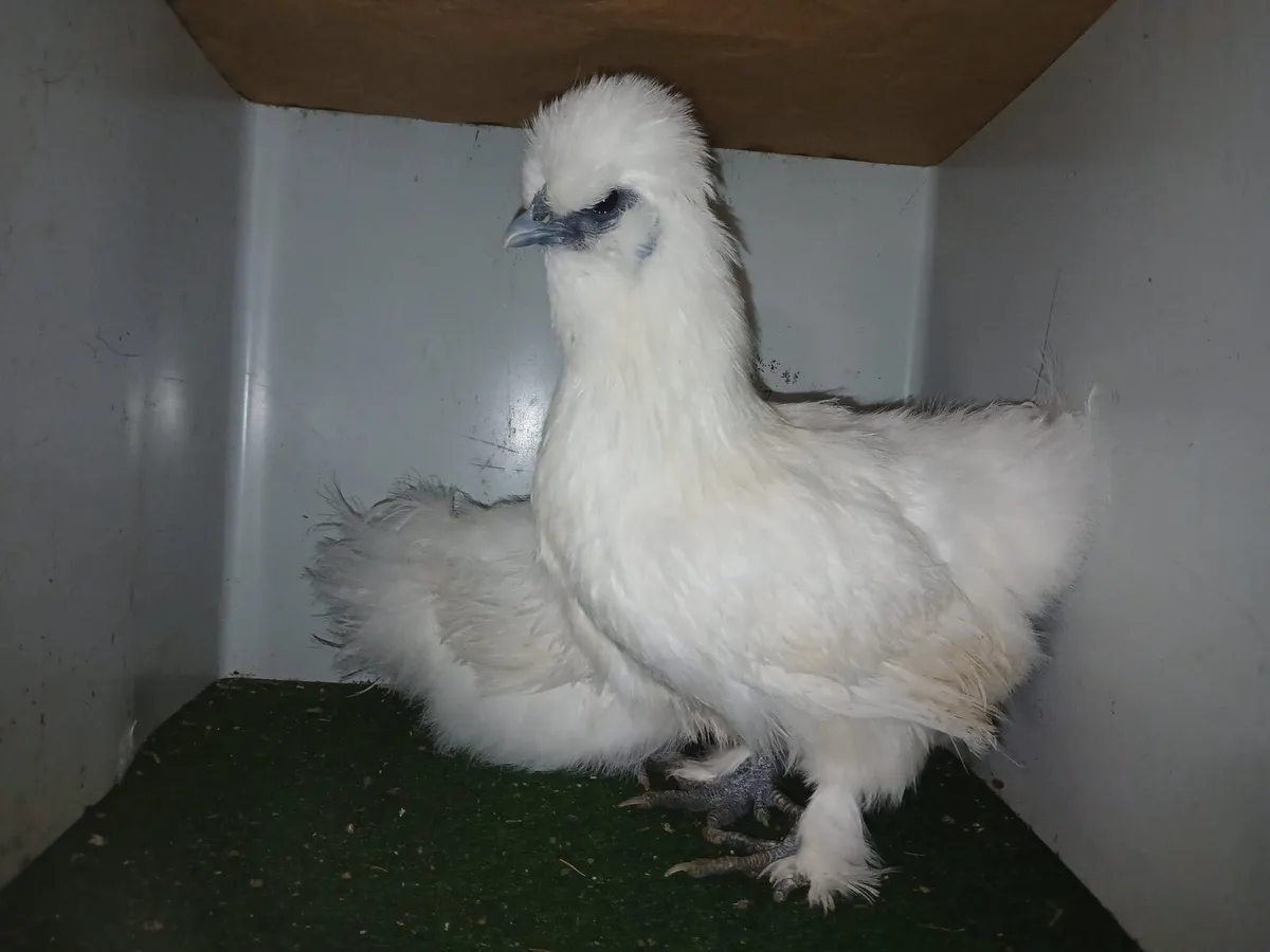 Silkie - Image 1