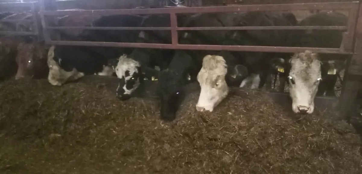 Accomodation and silage for cattle - Image 3