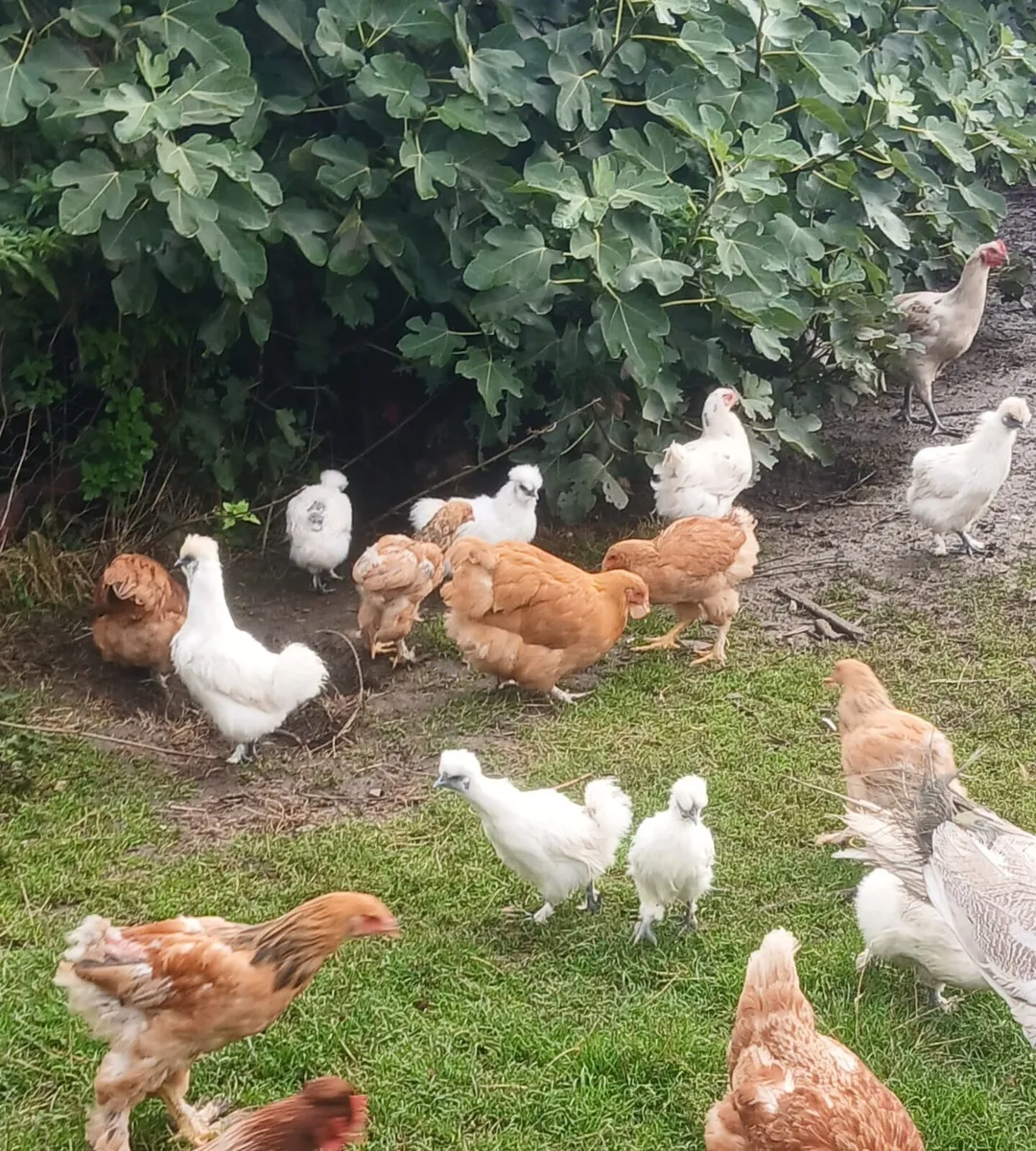 Silkie - Image 2