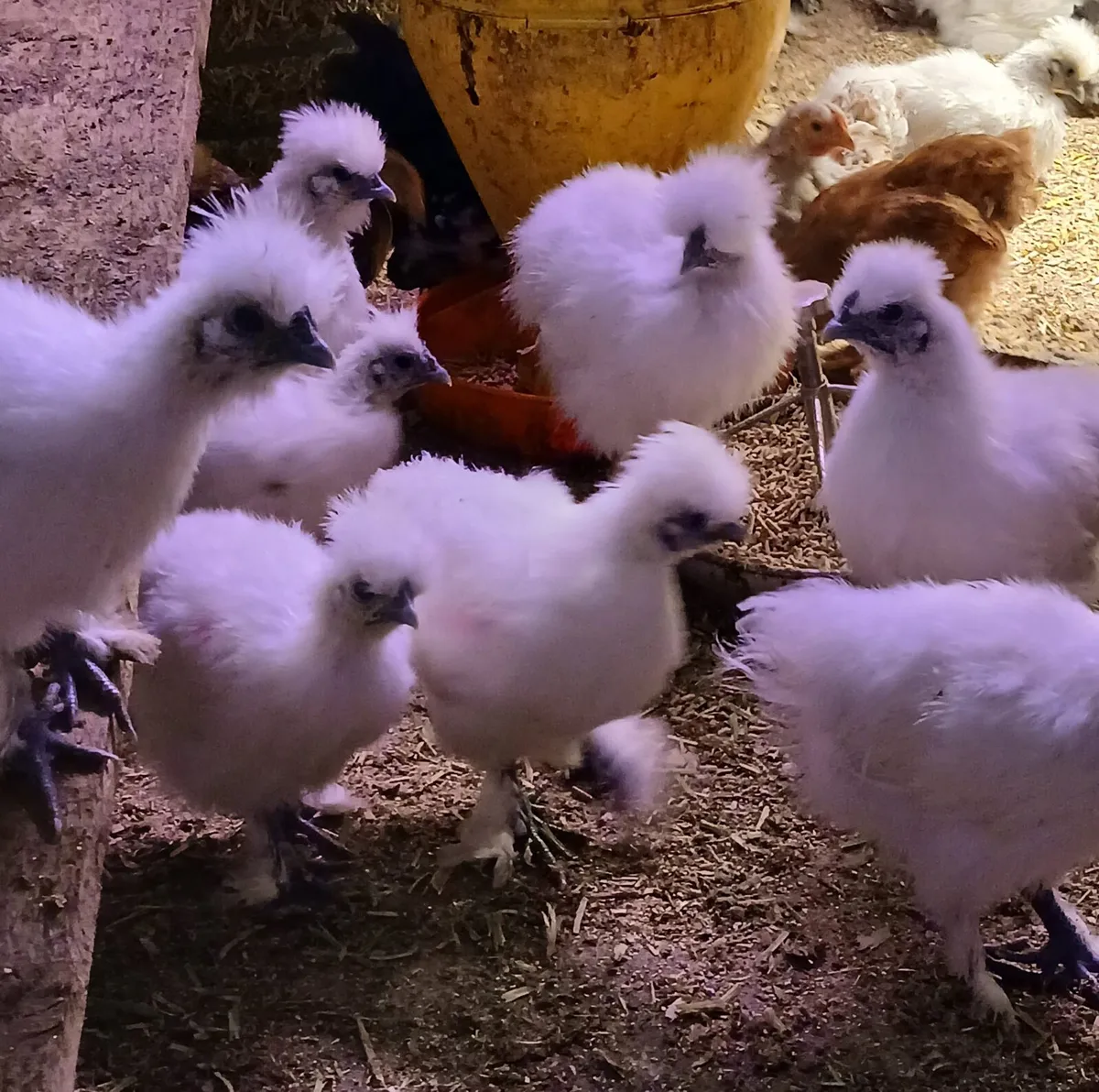 Silkie - Image 3