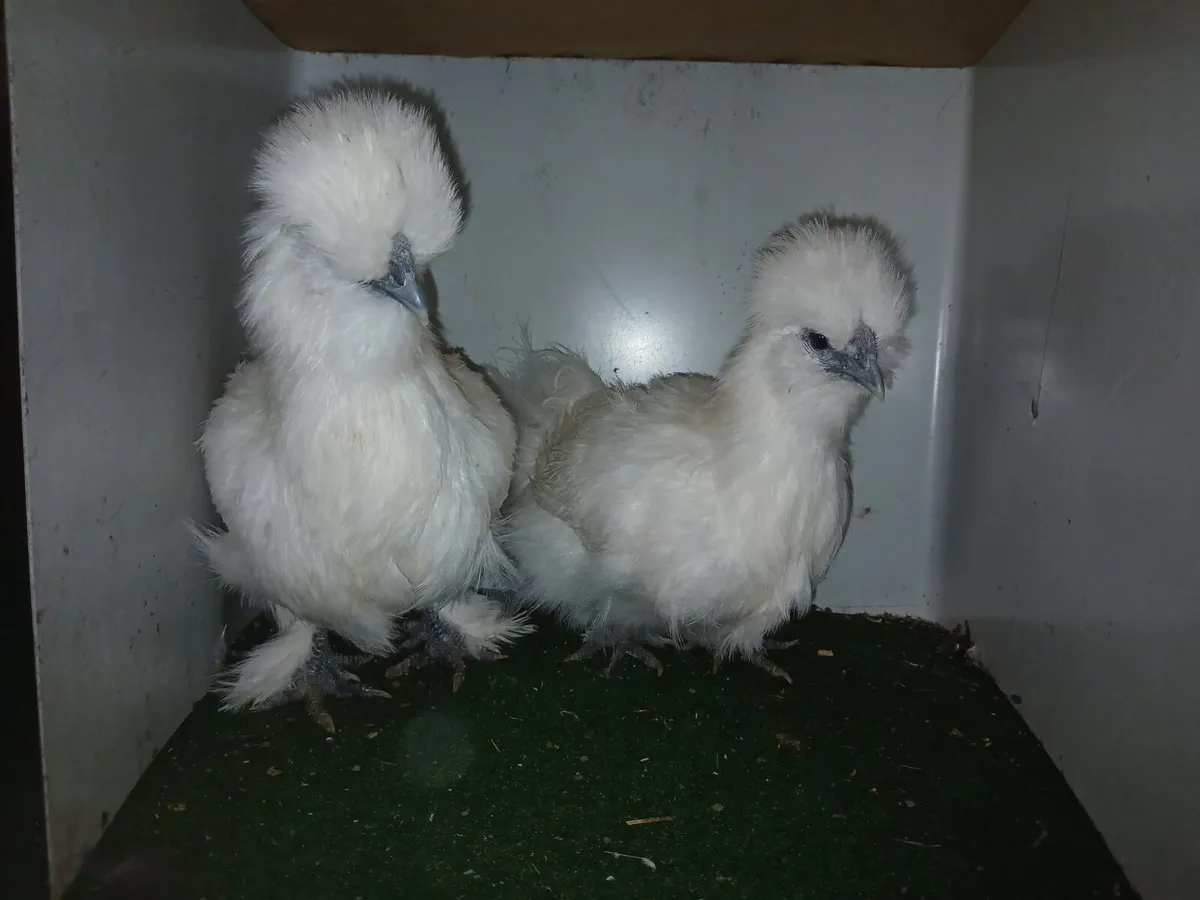 Silkie - Image 4