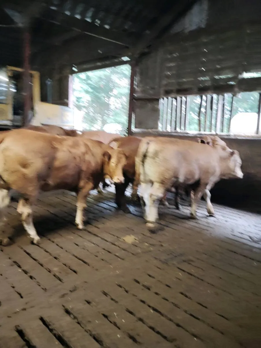Accomodation and silage for cattle - Image 4