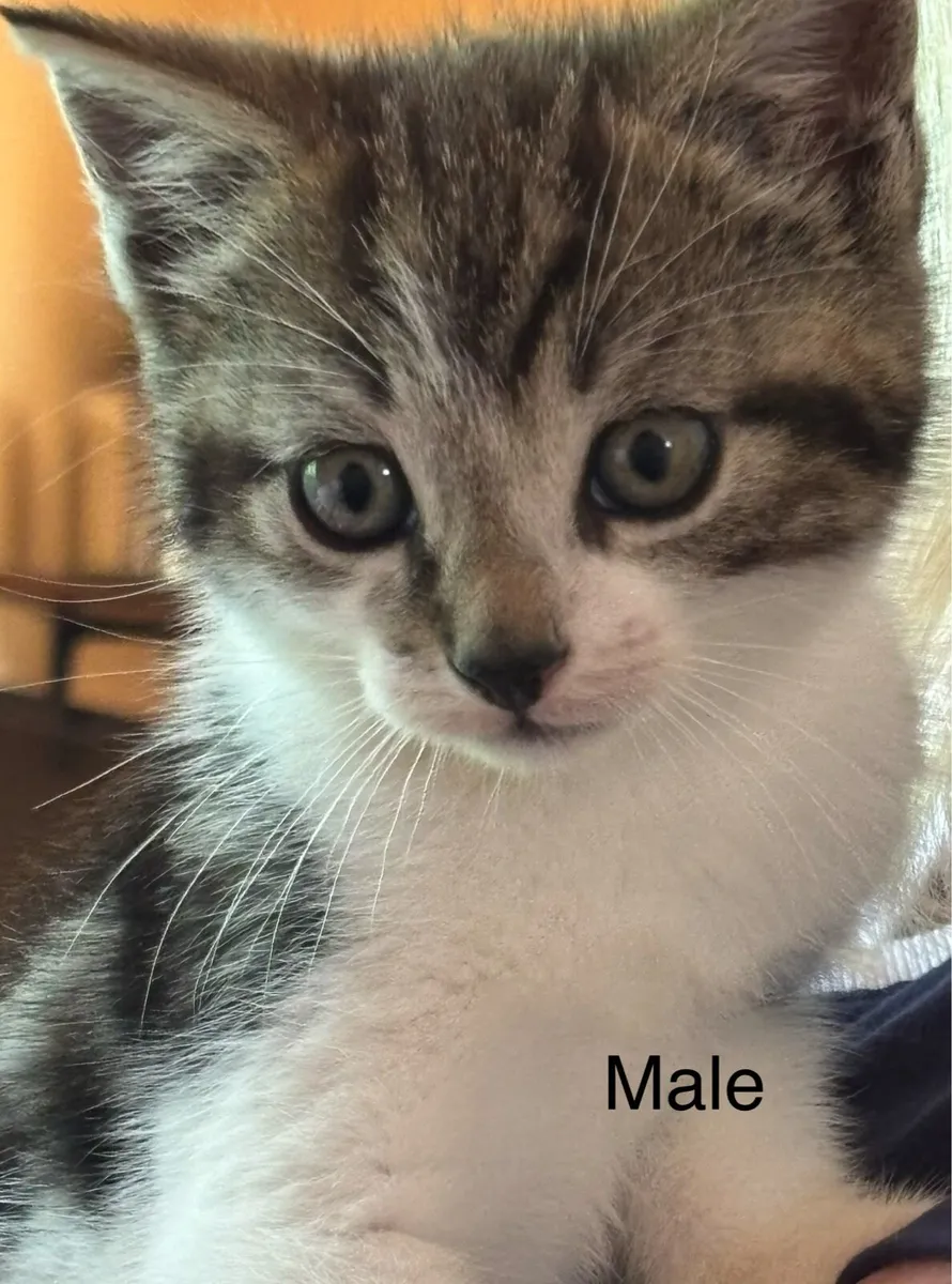 Kittens - Image 1