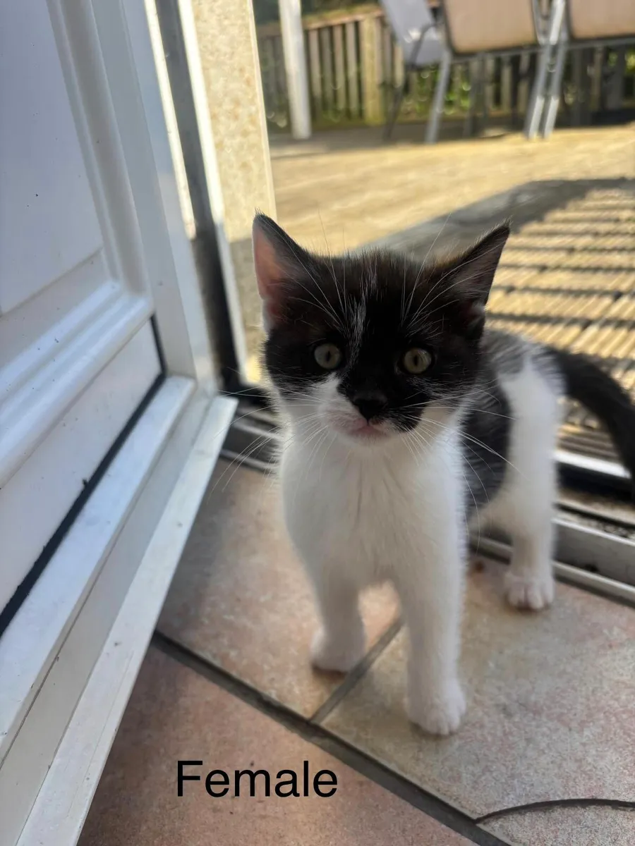 Kittens - Image 2