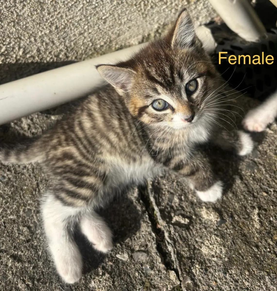 Kittens - Image 3