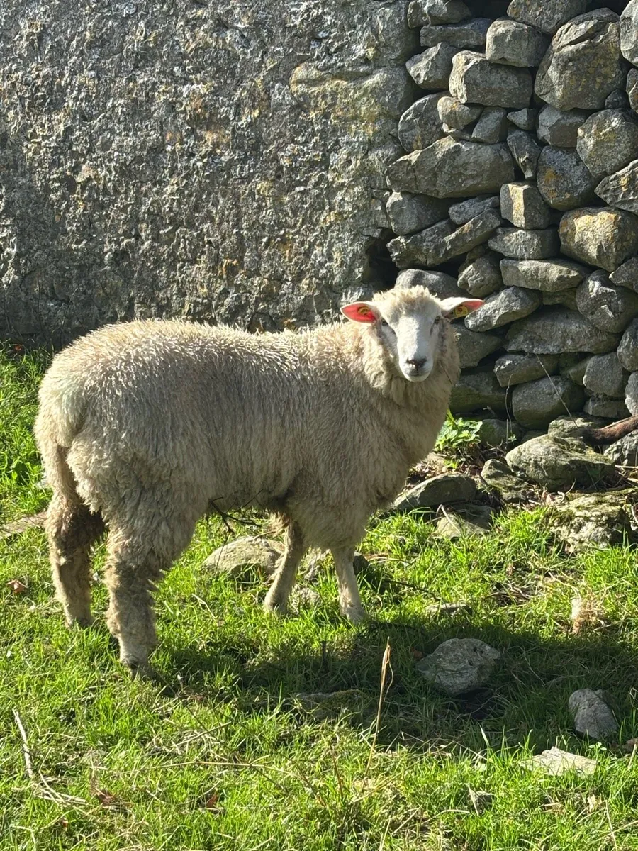 Pbr sis Galway ram lamb - Image 1