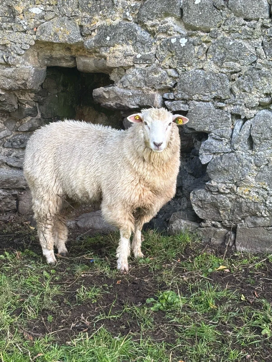Pbr sis Galway ram lamb - Image 2