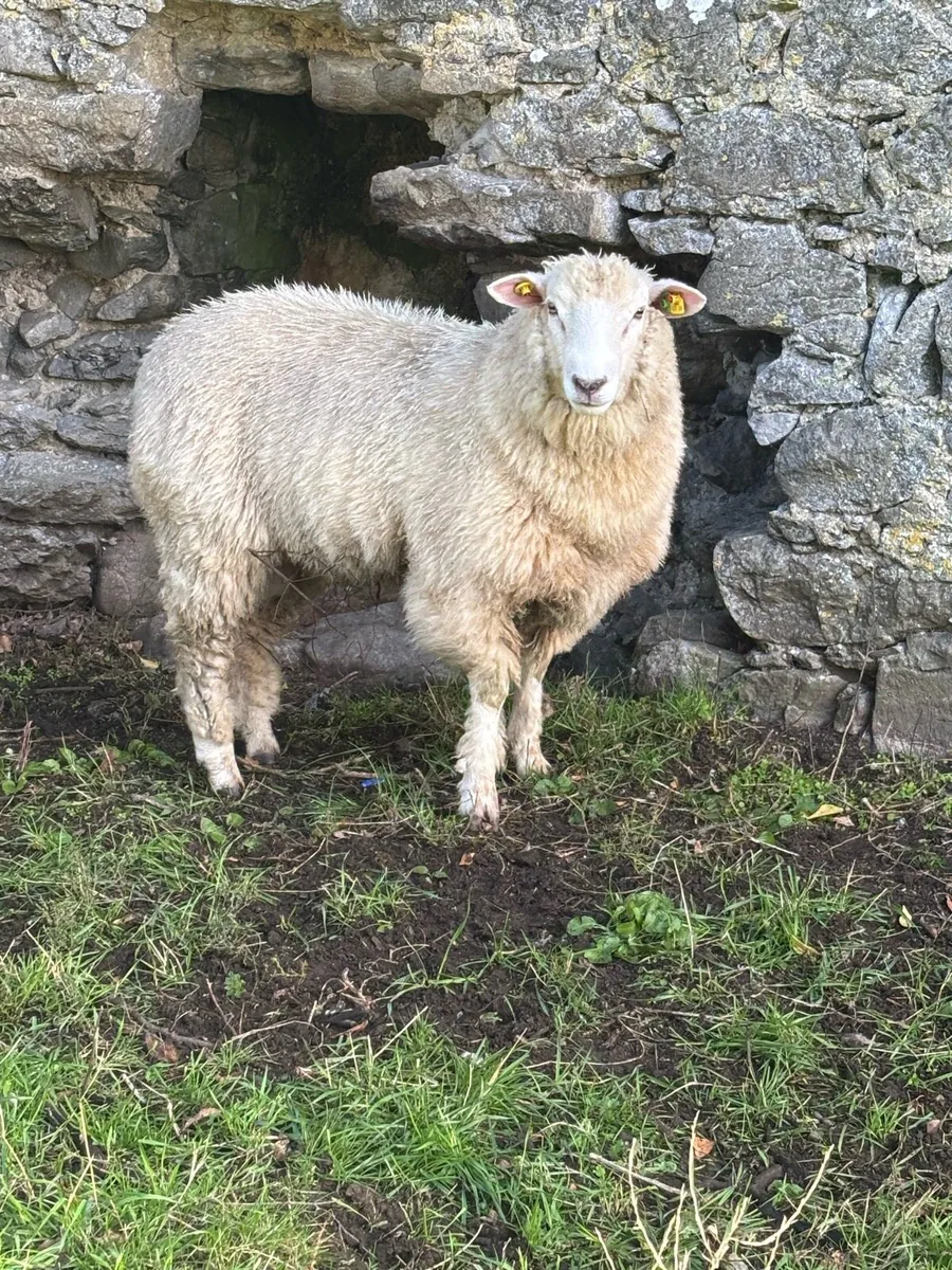 Pbr sis Galway ram lamb - Image 3