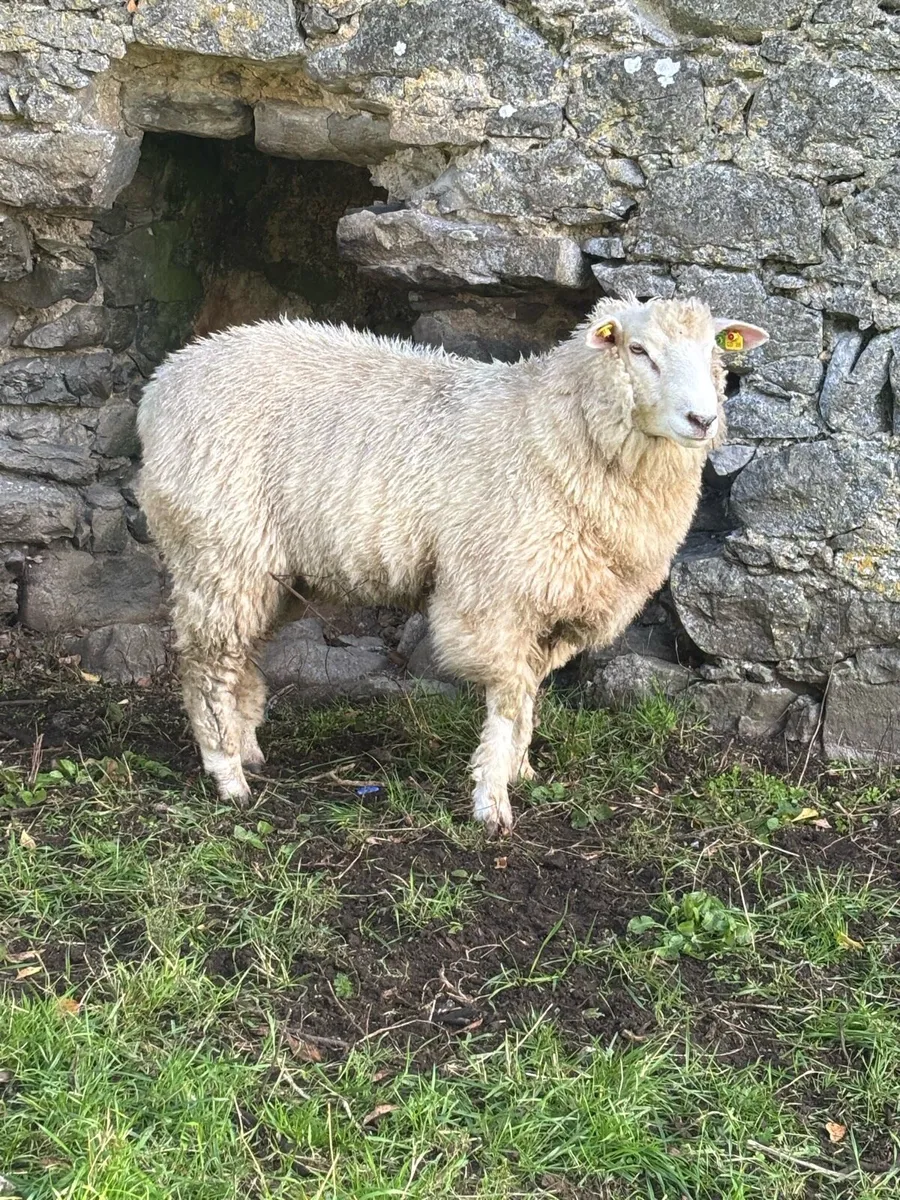 Pbr sis Galway ram lamb - Image 4