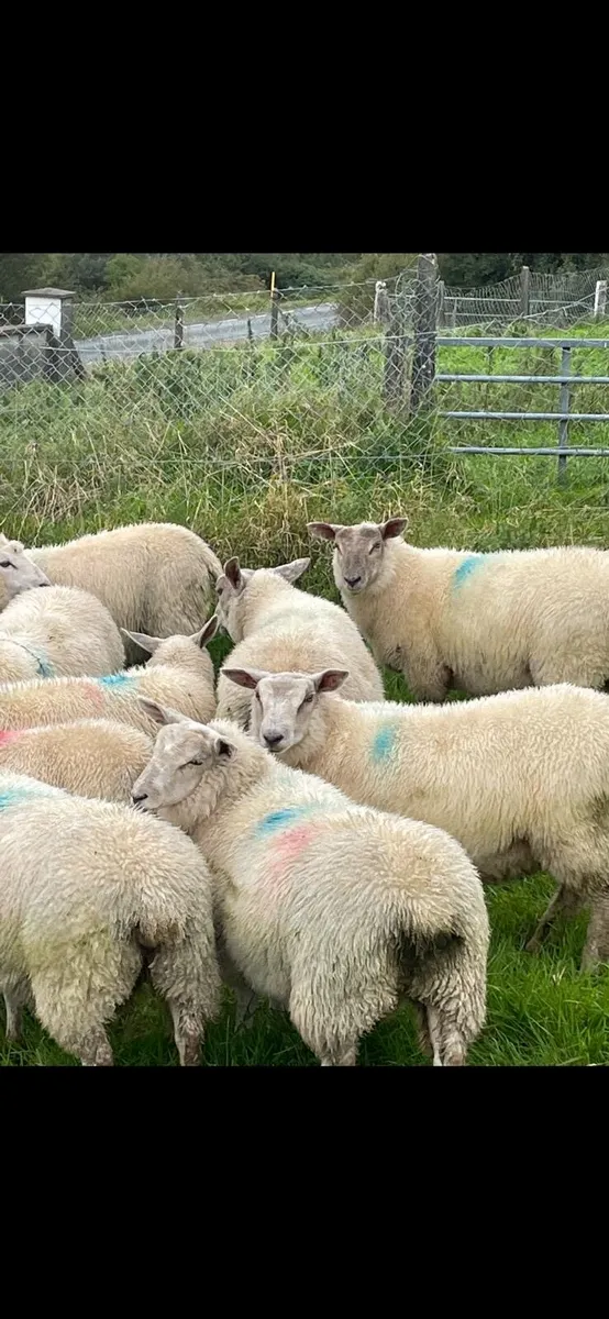 Charollais lambs - Image 3