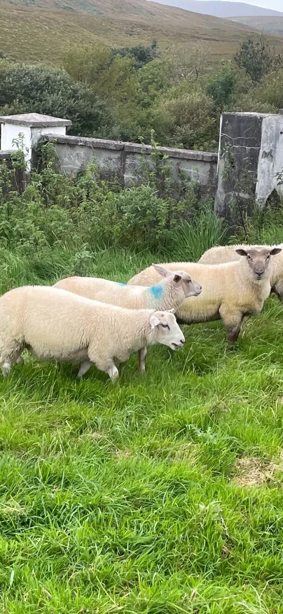 Charollais lambs - Image 4
