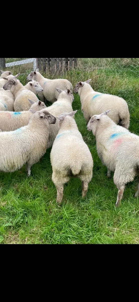 Charollais lambs - Image 2